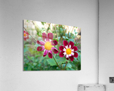 Flower Bloom 5B Acrylic Print