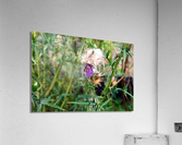 To Bee or Not to Bee   Impression acrylique