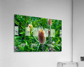 A Beautiful Prick Acrylic Print