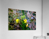 To Bee or Not to Bee  3   -- The Struggle Is Real Acrylic Print