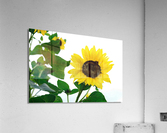 Hello Sunshine   Acrylic Print