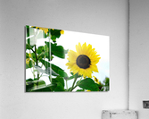Hello Sunshine 2 Acrylic Print