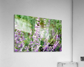 To Bee or Not To Bee--Small Flower Big Flavor 2 Acrylic Print