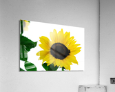 Blooms of Joy 3 Impression acrylique