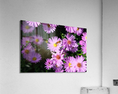 Pink Daisies 2B Impression acrylique