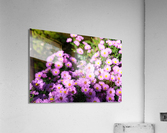 Pink Daisies  Acrylic Print