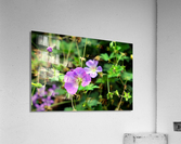 Flower Bloom 8B Acrylic Print