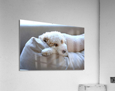 Not Pouting Pooch Acrylic Print