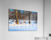 Oh Deer  Acrylic Print