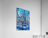 Frozen Limbs 3B Acrylic Print