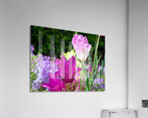 Tulips Are Better Than One 3 Impression acrylique