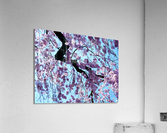 Cherry Blossom 3 Acrylic Print