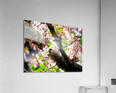 Cherry Blossom 2B Acrylic Print