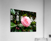 Blooms of Joy 1B Acrylic Print