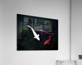 Some Very Coy Koi Impression acrylique