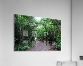 Hiking Hawaii Acrylic Print