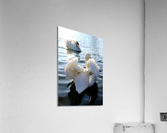 Behind Wings of Love 1A Acrylic Print