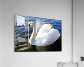 Wings of Love 1B Acrylic Print