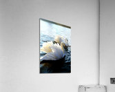 Wings of Love Pair 1A Impression acrylique