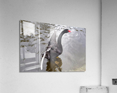 A Black Swan Moment 2B Acrylic Print