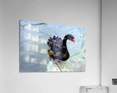 A Black Swan Moment 3 Acrylic Print