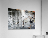 Ducking a Black Swan Moment Impression acrylique