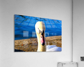 Riverside Swan Close-Up Acrylic Print