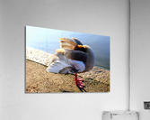 No Selfies Please  Acrylic Print