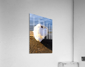 Swan at Rest Acrylic Print