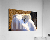 Got My Eye On You Swan Acrylic Print