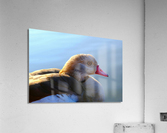 Duck Face Acrylic Print