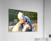 Evil Eye Swan Impression acrylique