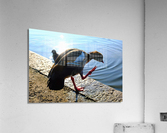  Step Off the Deep End Acrylic Print