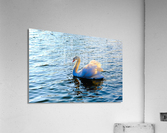 Silent Drift Acrylic Print