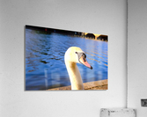 Graceful Swan by the River Acrylic Print