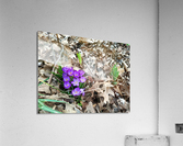 Spring Emerges Acrylic Print