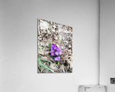 Crocus Rising Acrylic Print