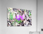 Crocus Revival Acrylic Print