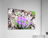 Spring’s Prelude Acrylic Print