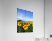 Fields of Joy Acrylic Print