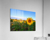 A Golden Gaze Acrylic Print