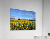 A Sea of Golden Dreams Impression acrylique