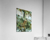  Frosted Pine Cones  Acrylic Print