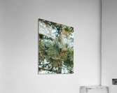 Winter Pinescape Acrylic Print