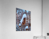 Thorny Lollipop Winter Thistle  Acrylic Print