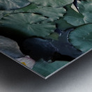 Sunlit Lily Metal print