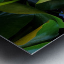 Shy Blossom in Green Embrace Metal print