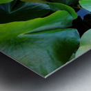 Lusty Lily: Beneath the Folds Metal print