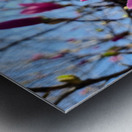 Magnolia Spring Bloom with Buds Metal print