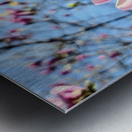 A Magnolias First Embrace of Light Metal print